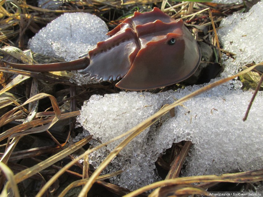 У Реки: весенняя разведка (фото 7)