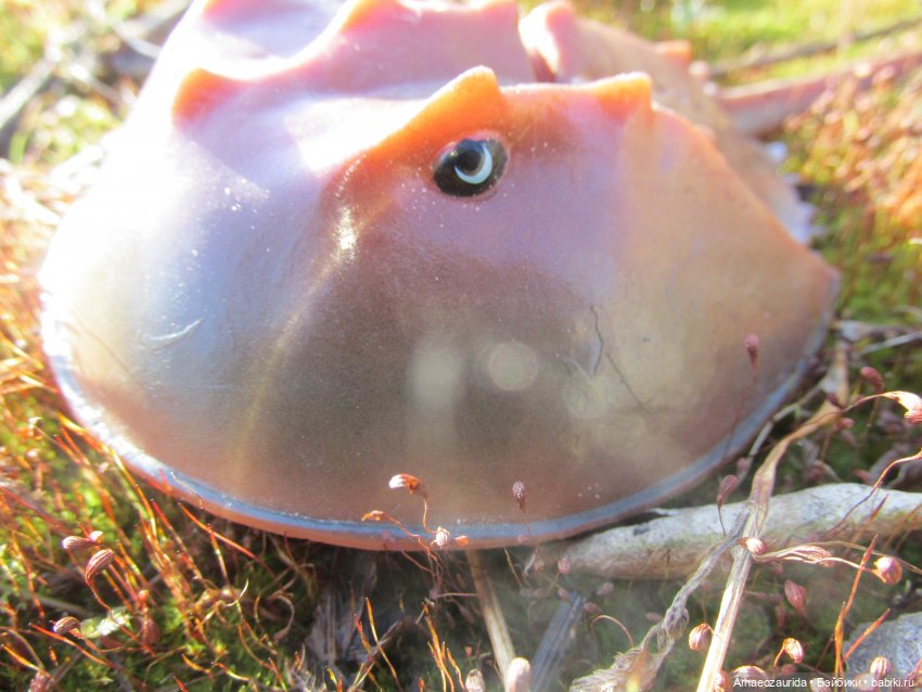 У Реки: весенняя разведка (фото 9)