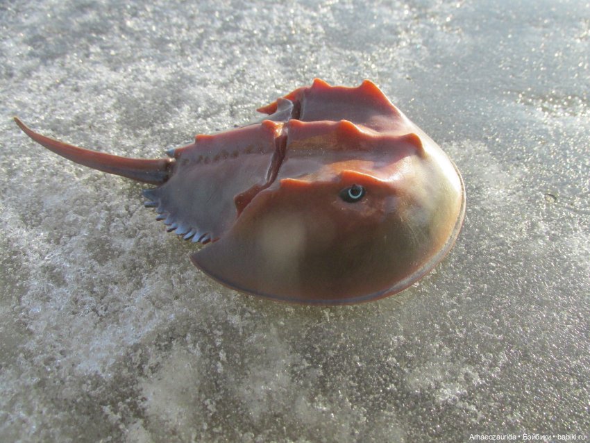 У Реки: весенняя разведка (фото 3)