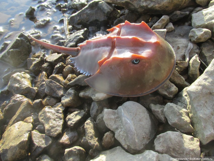 У Реки: весенняя разведка (фото 6)