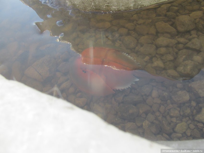 У Реки: весенняя разведка