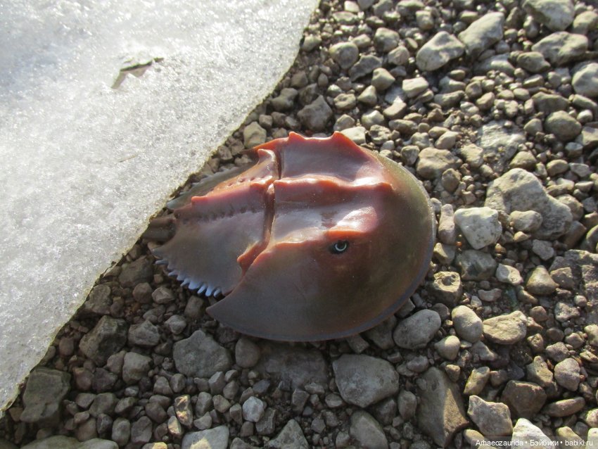 У Реки: весенняя разведка (фото 2)