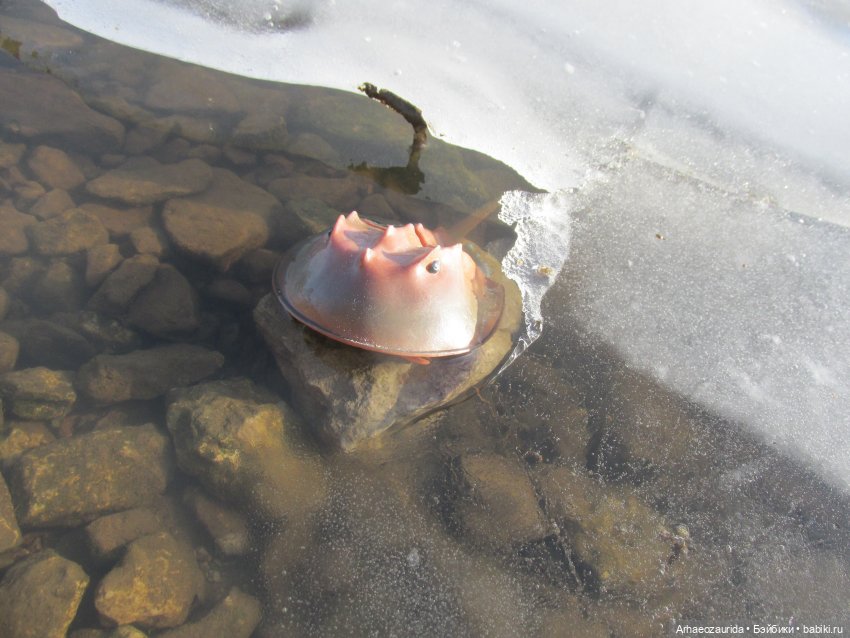 У Реки: весенняя разведка (фото 4)