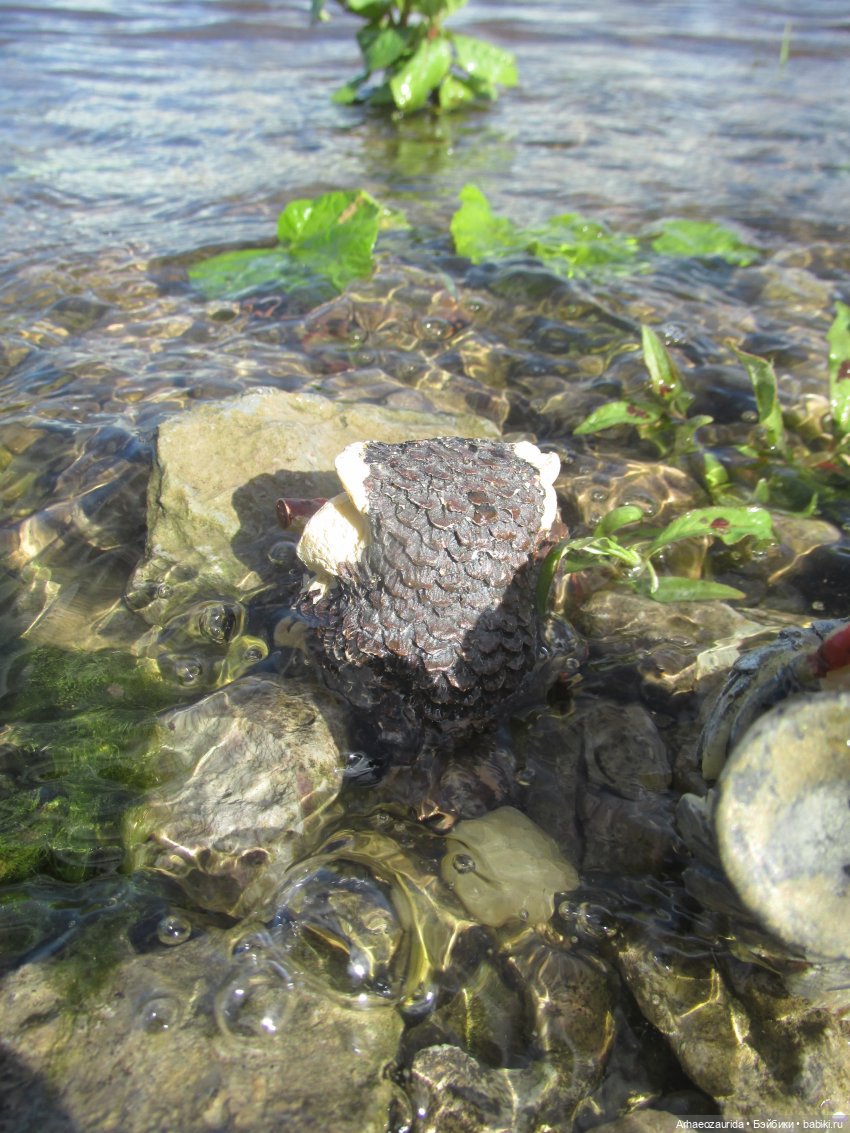 Совиное Трио и Камень Древних. Часть 2. Камень Древних