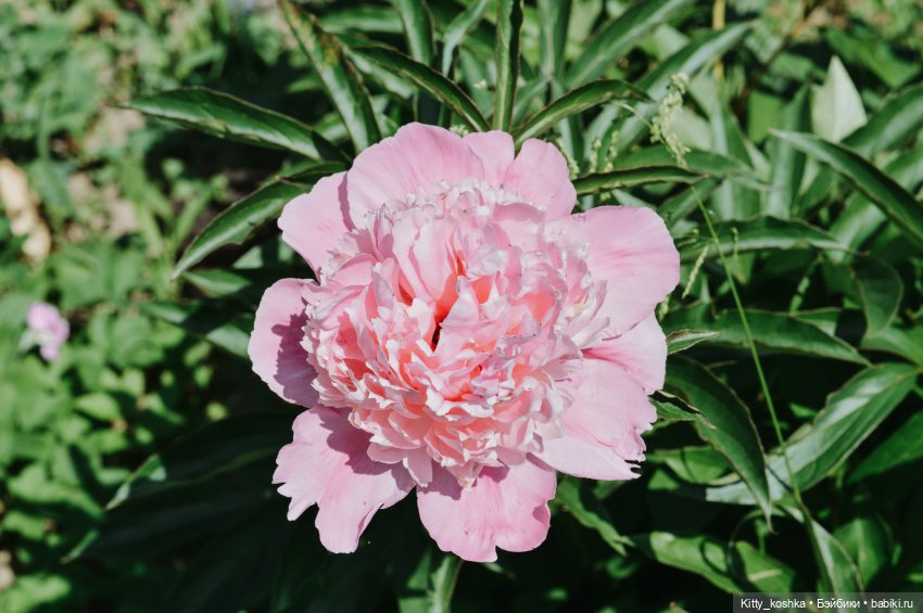 Любовь нечаянно нагрянет — Куклы Paola Reina (Паола Рейна): новинки (фото 8)