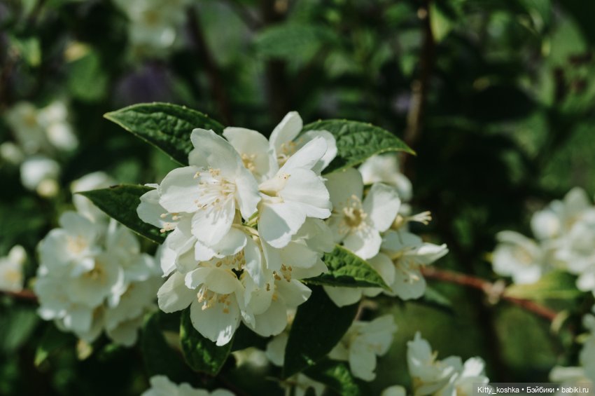 Любовь нечаянно нагрянет — Куклы Paola Reina (Паола Рейна): новинки