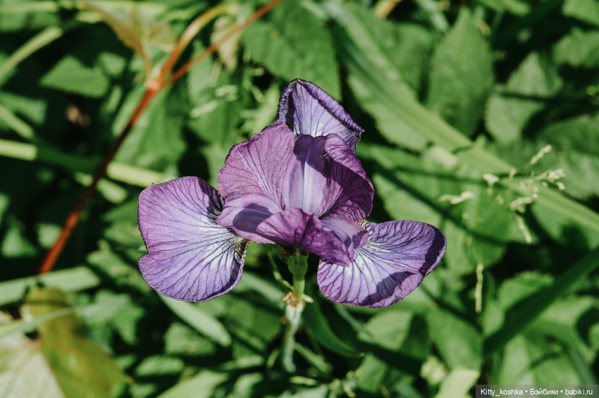 Любовь нечаянно нагрянет — Куклы Paola Reina (Паола Рейна): новинки (фото 9)