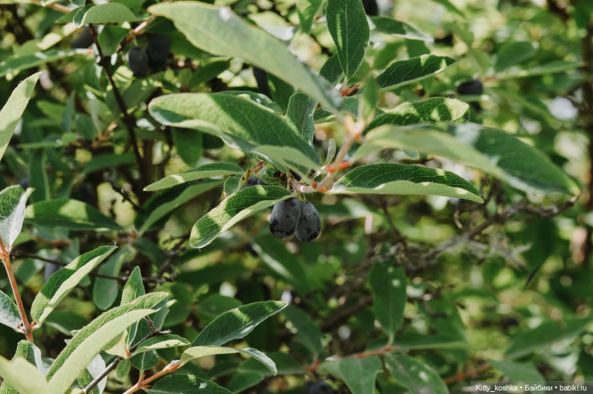 Любовь нечаянно нагрянет — Куклы Paola Reina (Паола Рейна): новинки