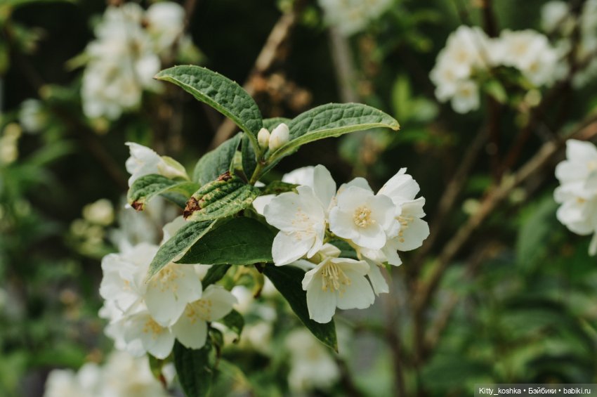 Любовь нечаянно нагрянет — Куклы Paola Reina (Паола Рейна): новинки