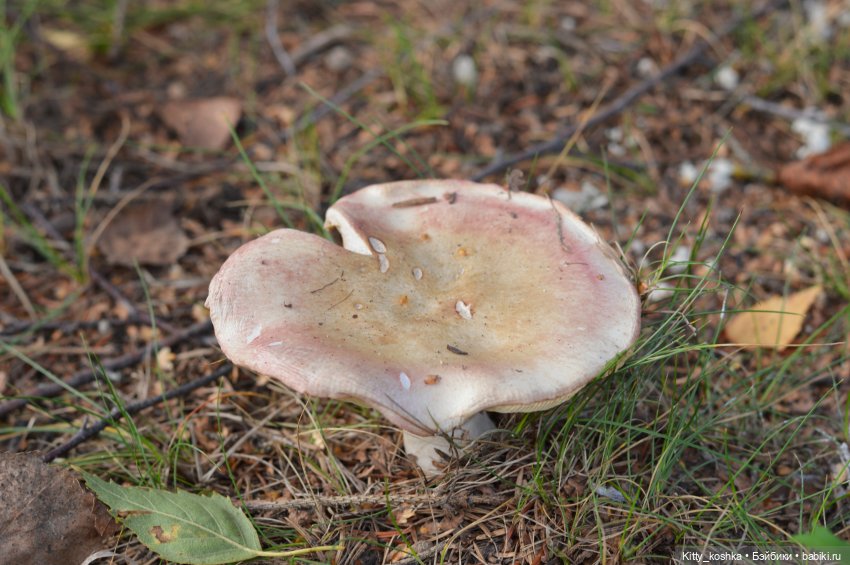 Девочка с собачкой — Куклы Paola Reina (Паола Рейна): новинки (фото 9)