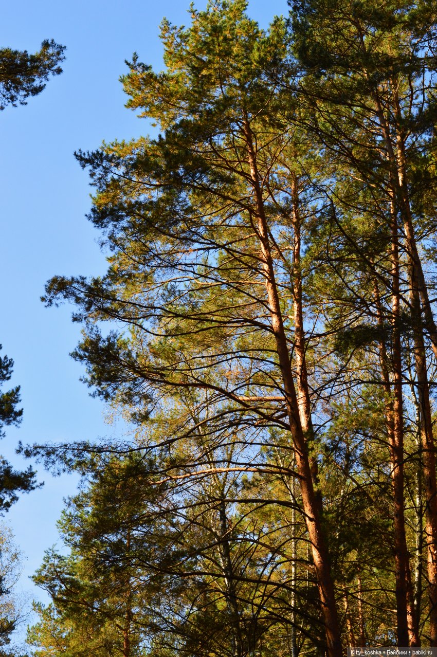 В лучах осеннего солнца | Бэйбики В лучах осеннего солнца — Куклы Reina del Norte (Рейна дель Норте): Северянки (фото 10)