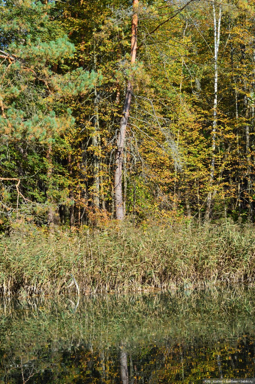 В лучах осеннего солнца | Бэйбики В лучах осеннего солнца — Куклы Reina del Norte (Рейна дель Норте): Северянки (фото 8)