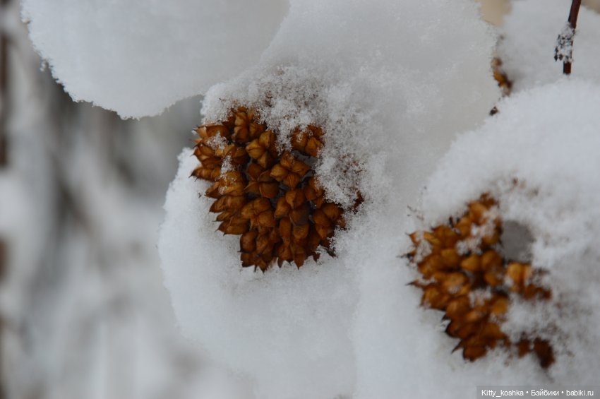Время года Зима ("Четыре сезона", ч. 1) (фото 4)
