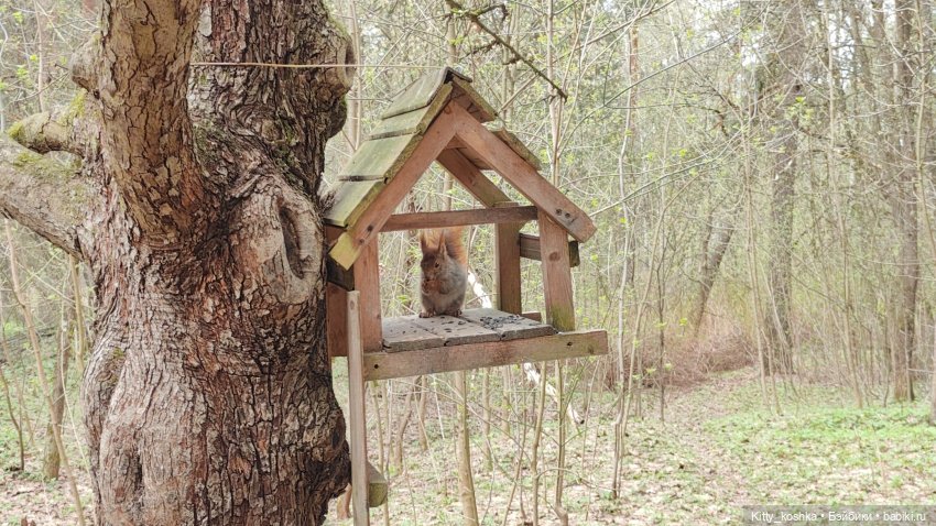 На зайкиной полянке — Куклы Paola Reina (Паола Рейна): новинки