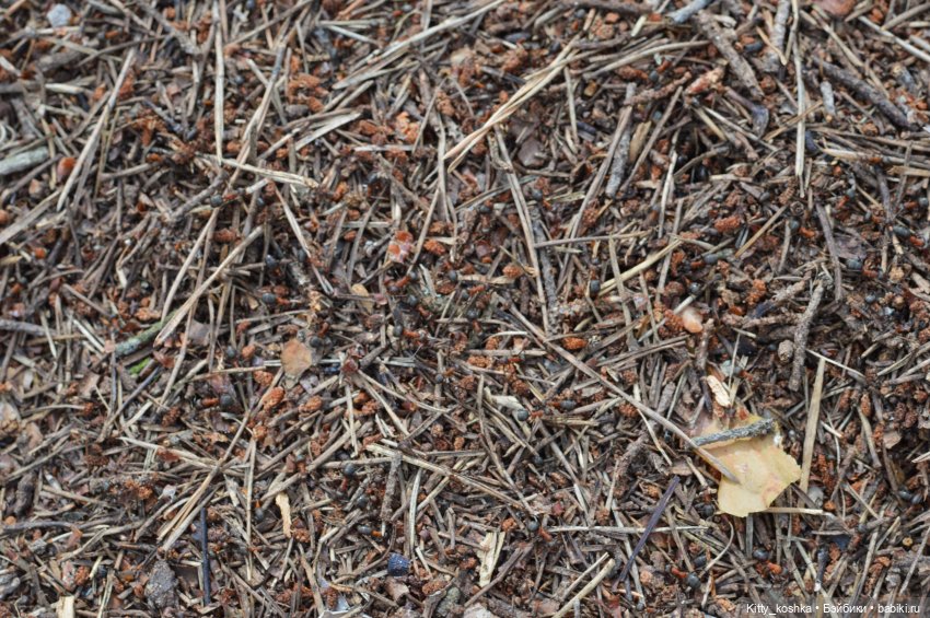 На зайкиной полянке — Куклы Paola Reina (Паола Рейна): новинки