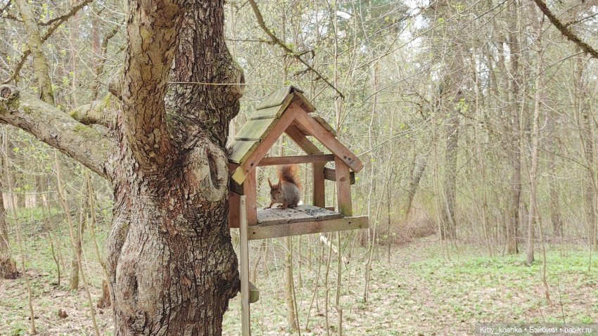 На зайкиной полянке — Куклы Paola Reina (Паола Рейна): новинки