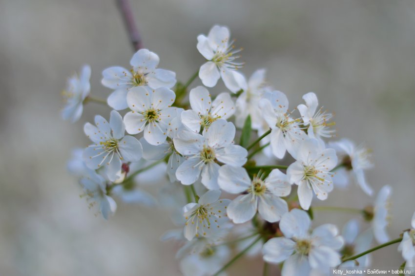 Время года Весна ("Четыре сезона", ч. 2) (фото 2)