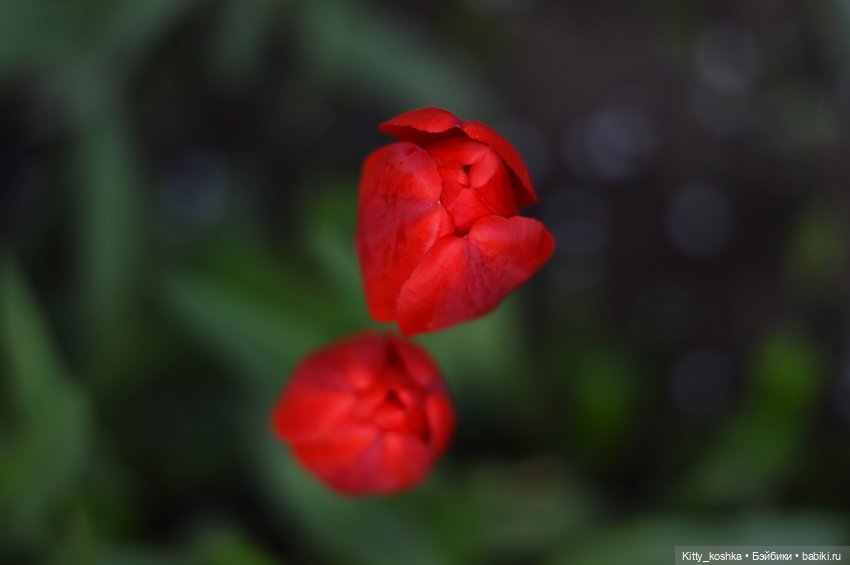 Время года Весна ("Четыре сезона", ч. 2) (фото 4)