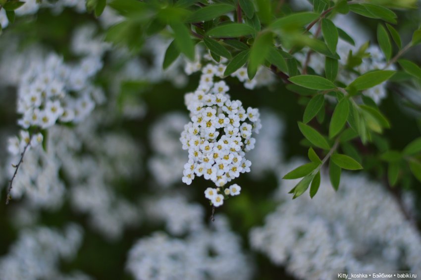 Время года Весна ("Четыре сезона", ч. 2) (фото 3)