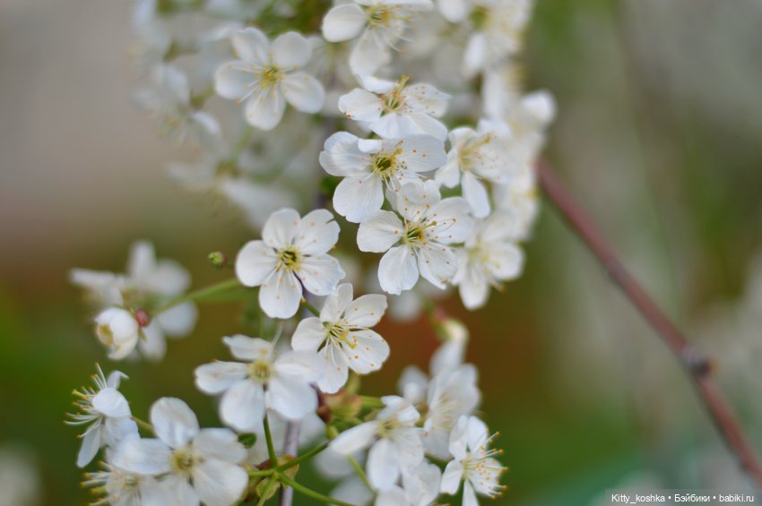 Время года Весна ("Четыре сезона", ч. 2)