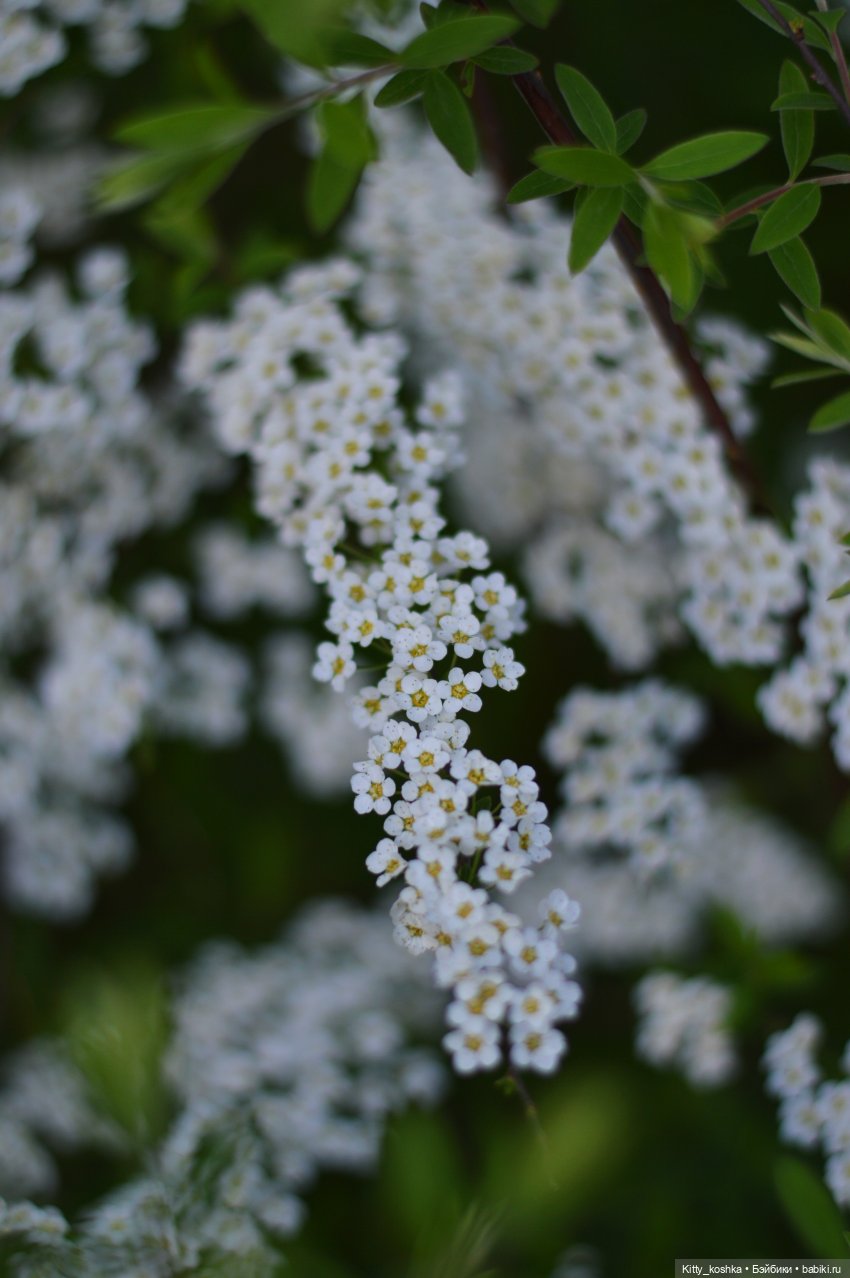 Время года Весна ("Четыре сезона", ч. 2)