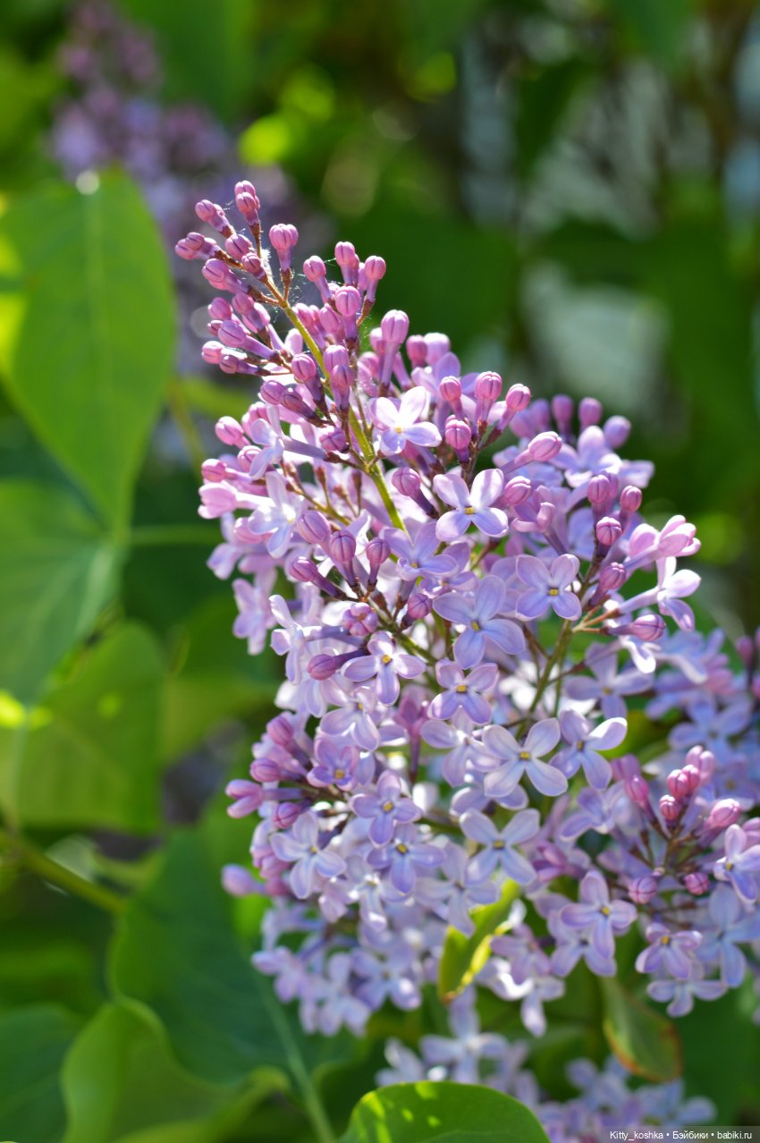 Сиреневая история для Леночки (фото 2)