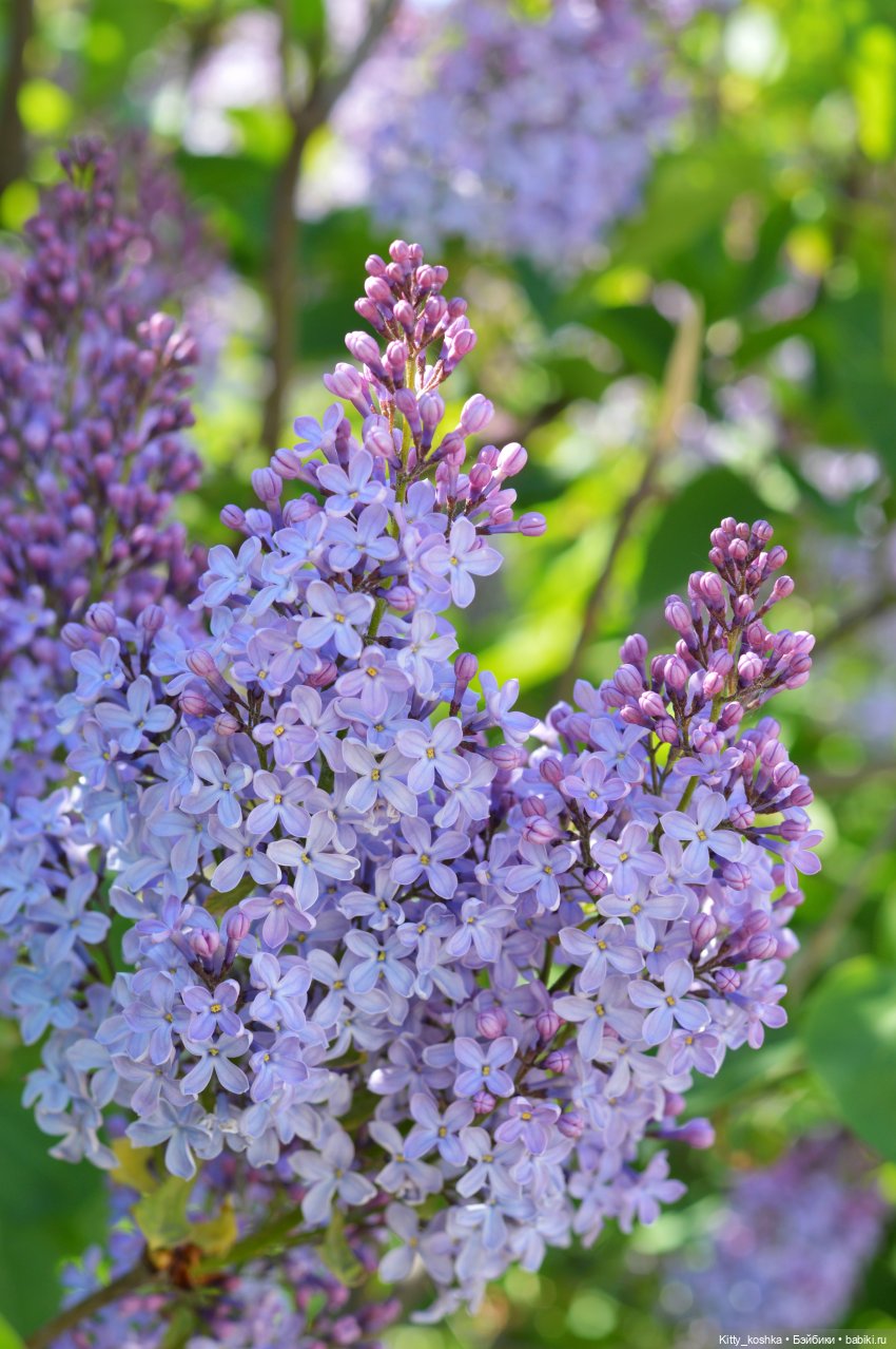 Сиреневая история для Леночки (фото 3)