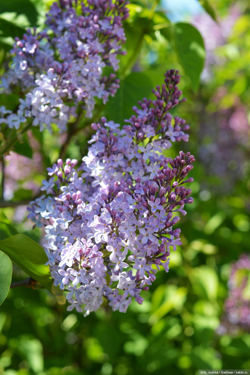 Сиреневая история для Леночки