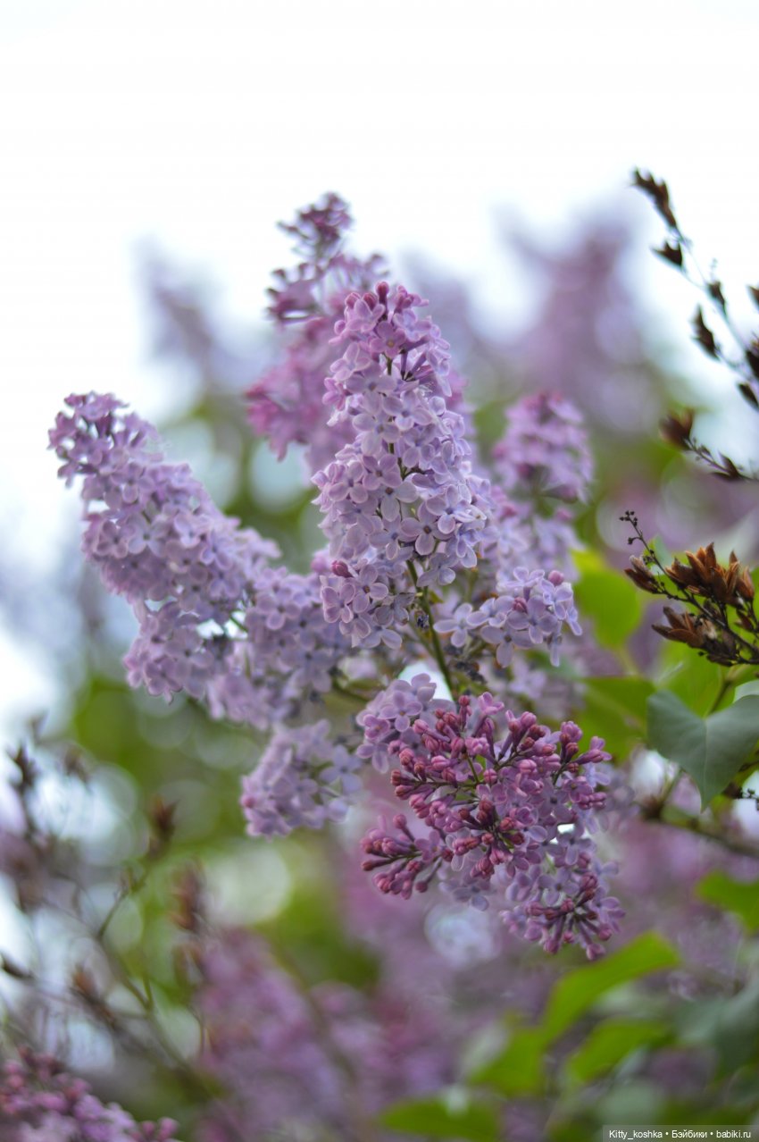 Сиреневая история для Леночки