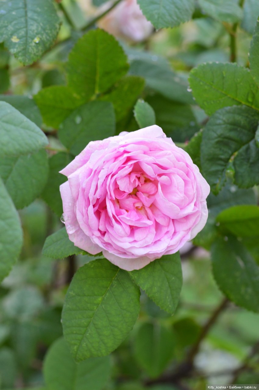 Первый парень на деревне — Куклы Paola Reina (Паола Рейна): новинки