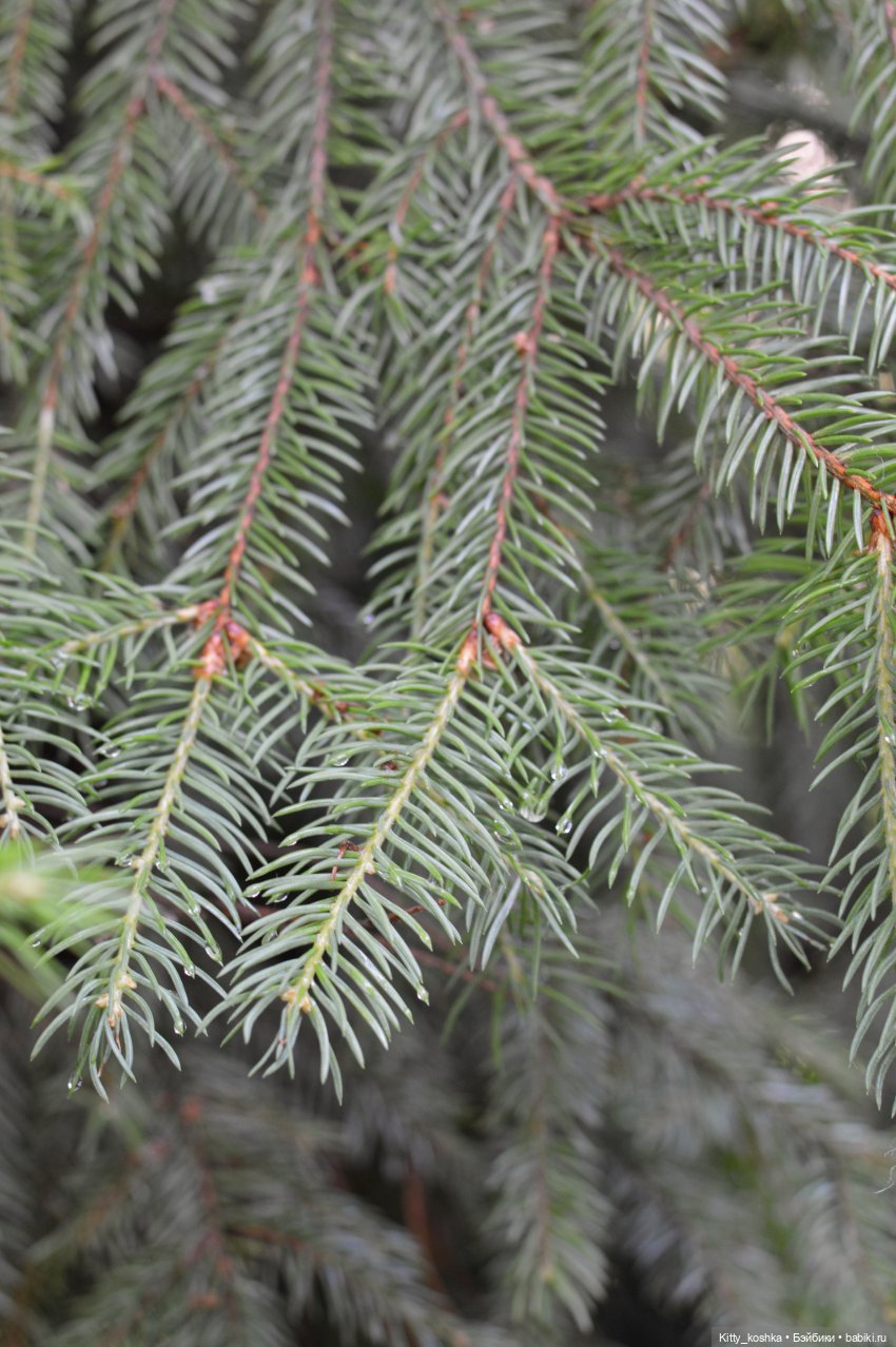 Первый парень на деревне — Куклы Paola Reina (Паола Рейна): новинки