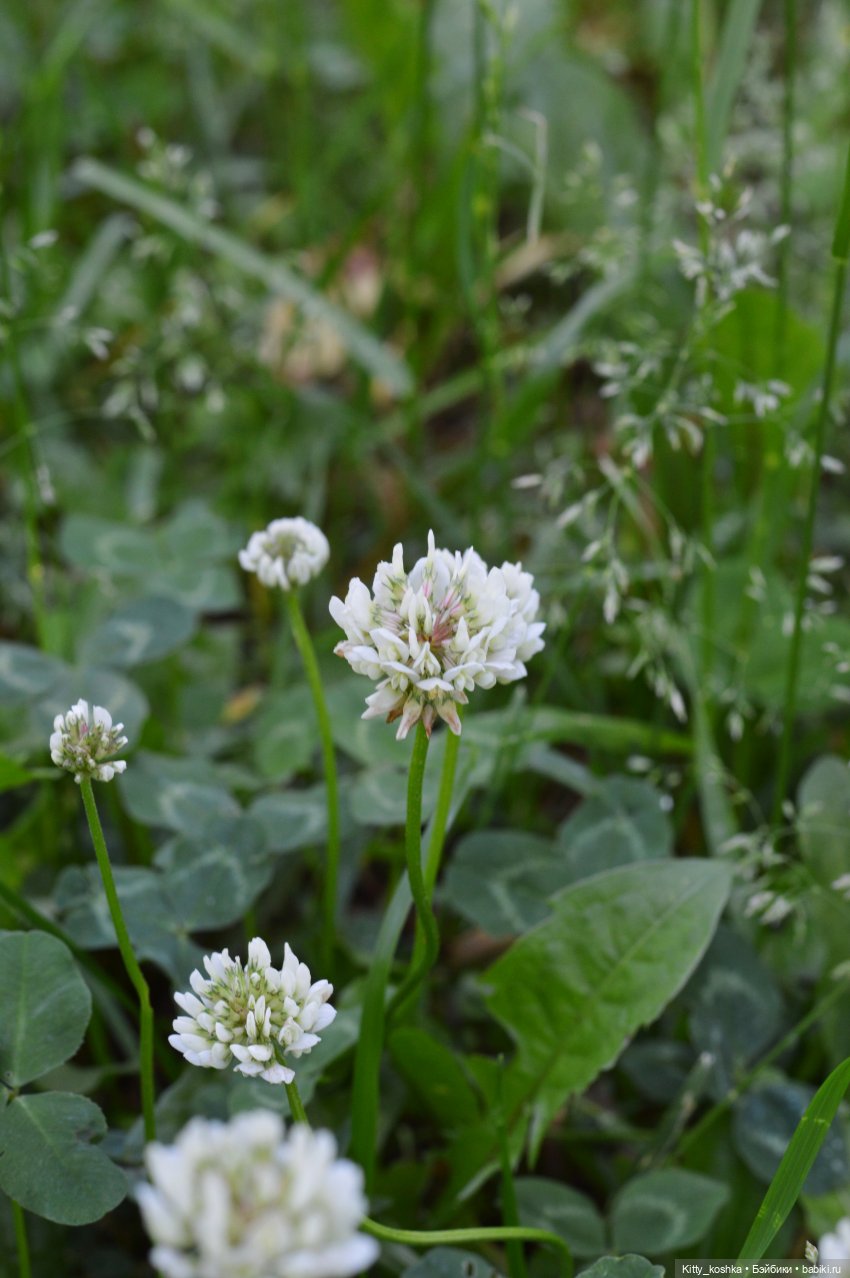 Первый парень на деревне — Куклы Paola Reina (Паола Рейна): новинки