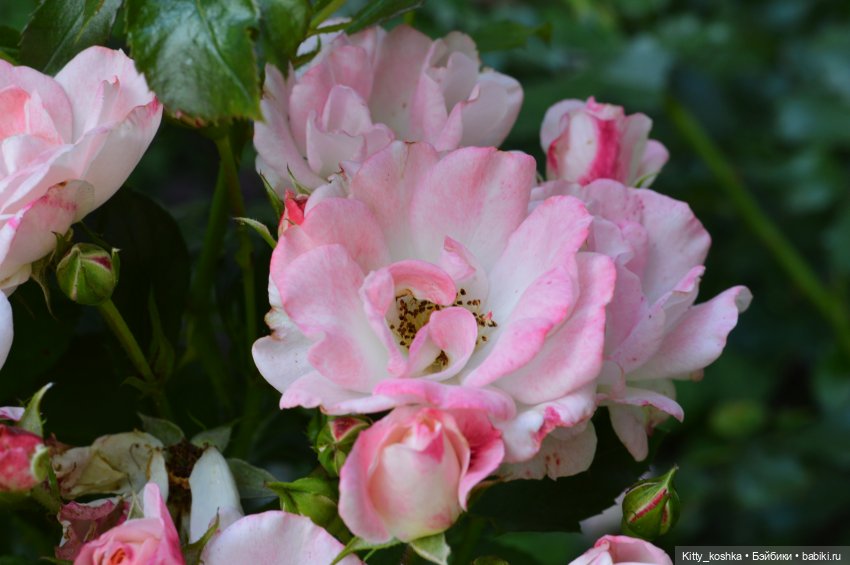 Пироженка — Куклы Paola Reina (Паола Рейна): новинки