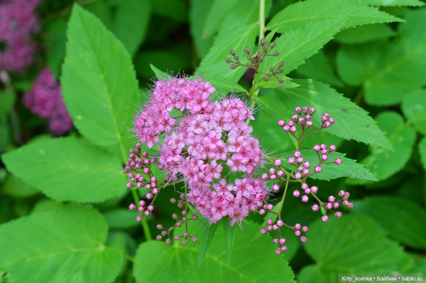 Пироженка — Куклы Paola Reina (Паола Рейна): новинки (фото 8)