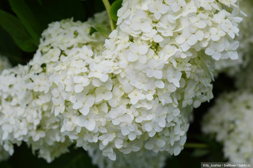 Пироженка — Куклы Paola Reina (Паола Рейна): новинки (фото 4)