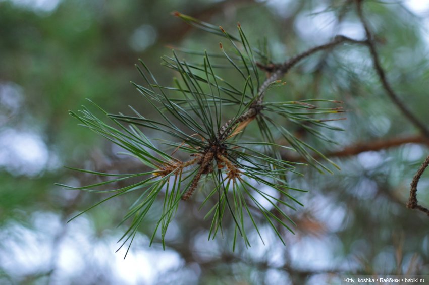 Что такое лето — Российские куклы Весна (фото 4)