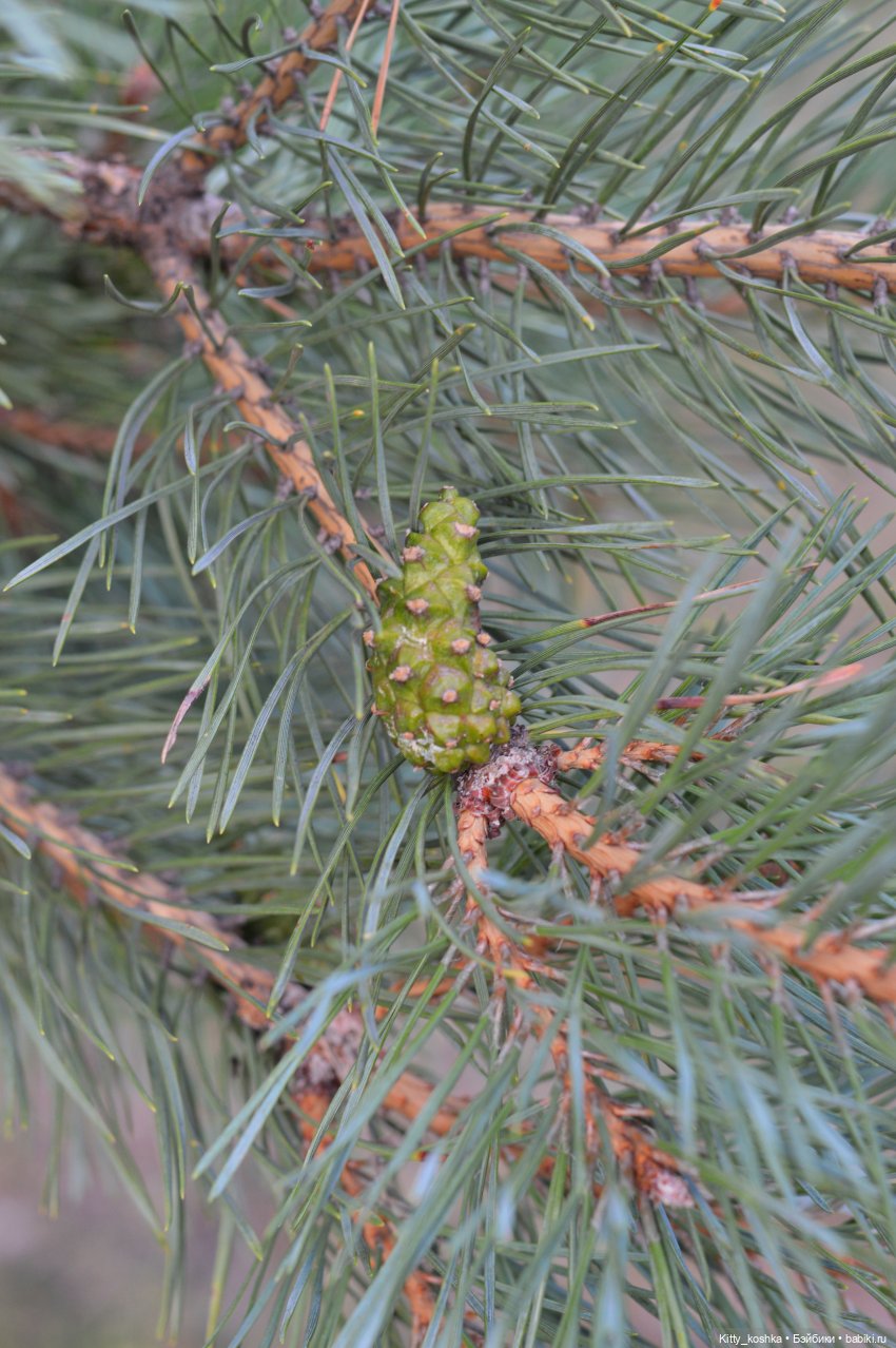 Что такое лето — Российские куклы Весна (фото 8)