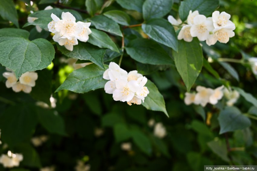 Июньский день, или не будем забывать наших кукол (фото 7)