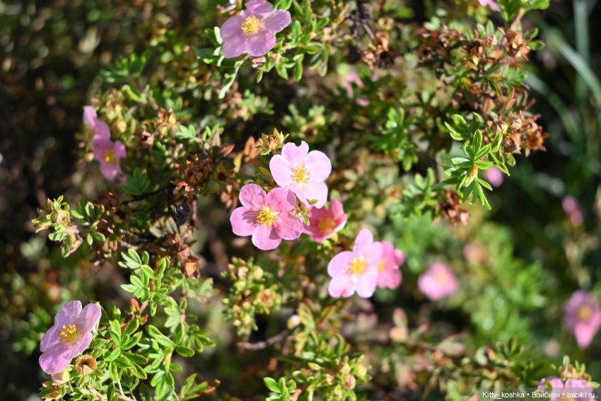 До свидания, Лето | Бэйбики До свидания, Лето — Куклы Paola Reina (Паола Рейна): новинки