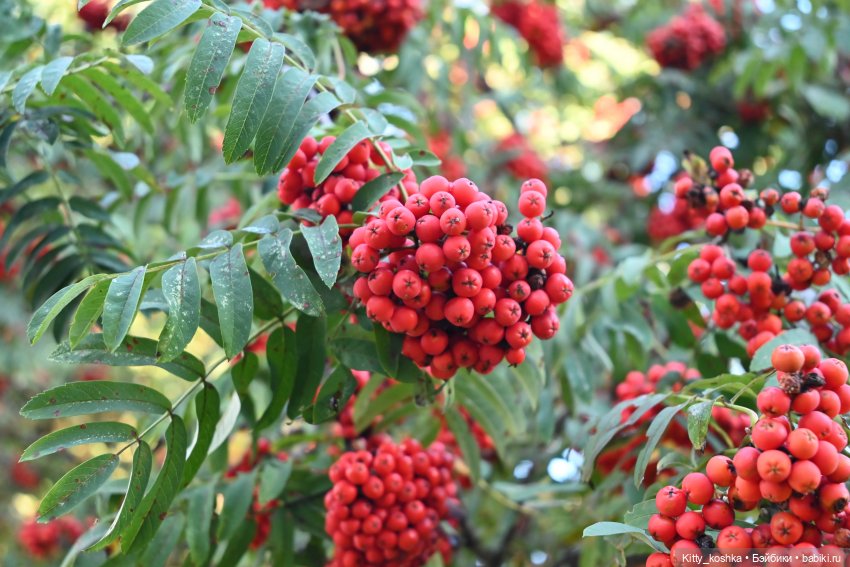 До свидания, Лето — Куклы Paola Reina (Паола Рейна): новинки