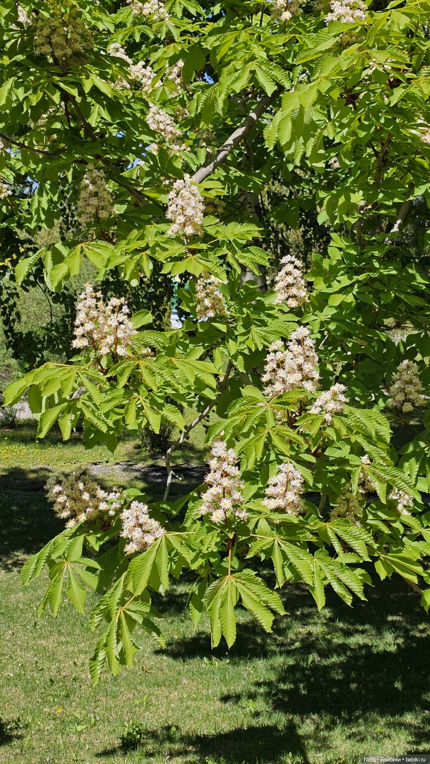 Лесной гном — Куклы Baboliy (Баболи (фото 9)