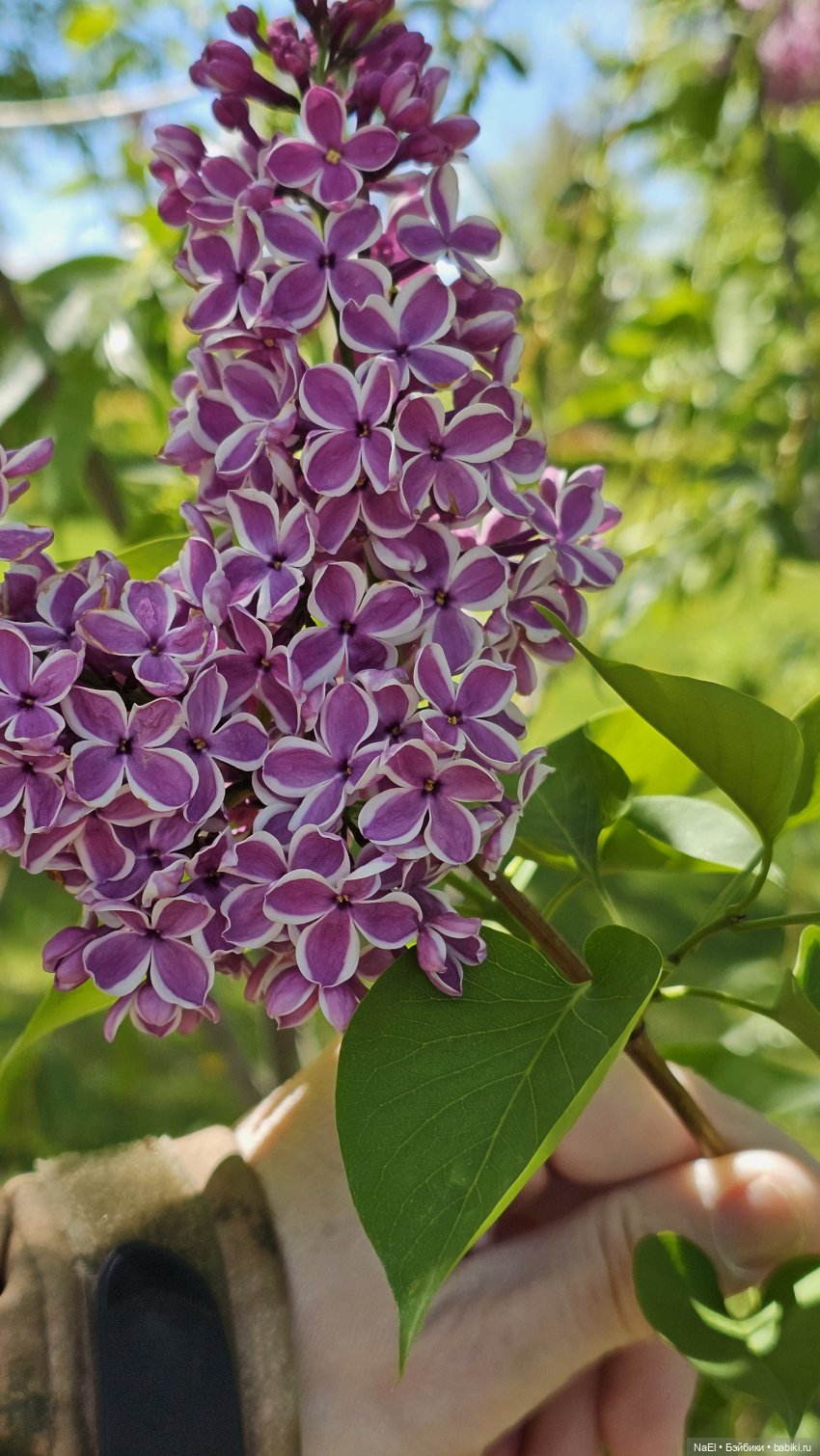 Лесной гном — Куклы Baboliy (Баболи (фото 7)