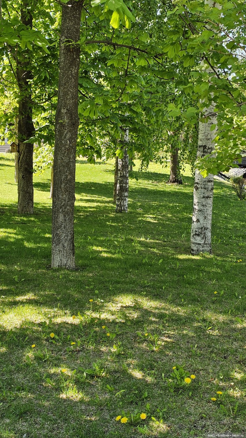 Лесной гном — Куклы Baboliy (Баболи