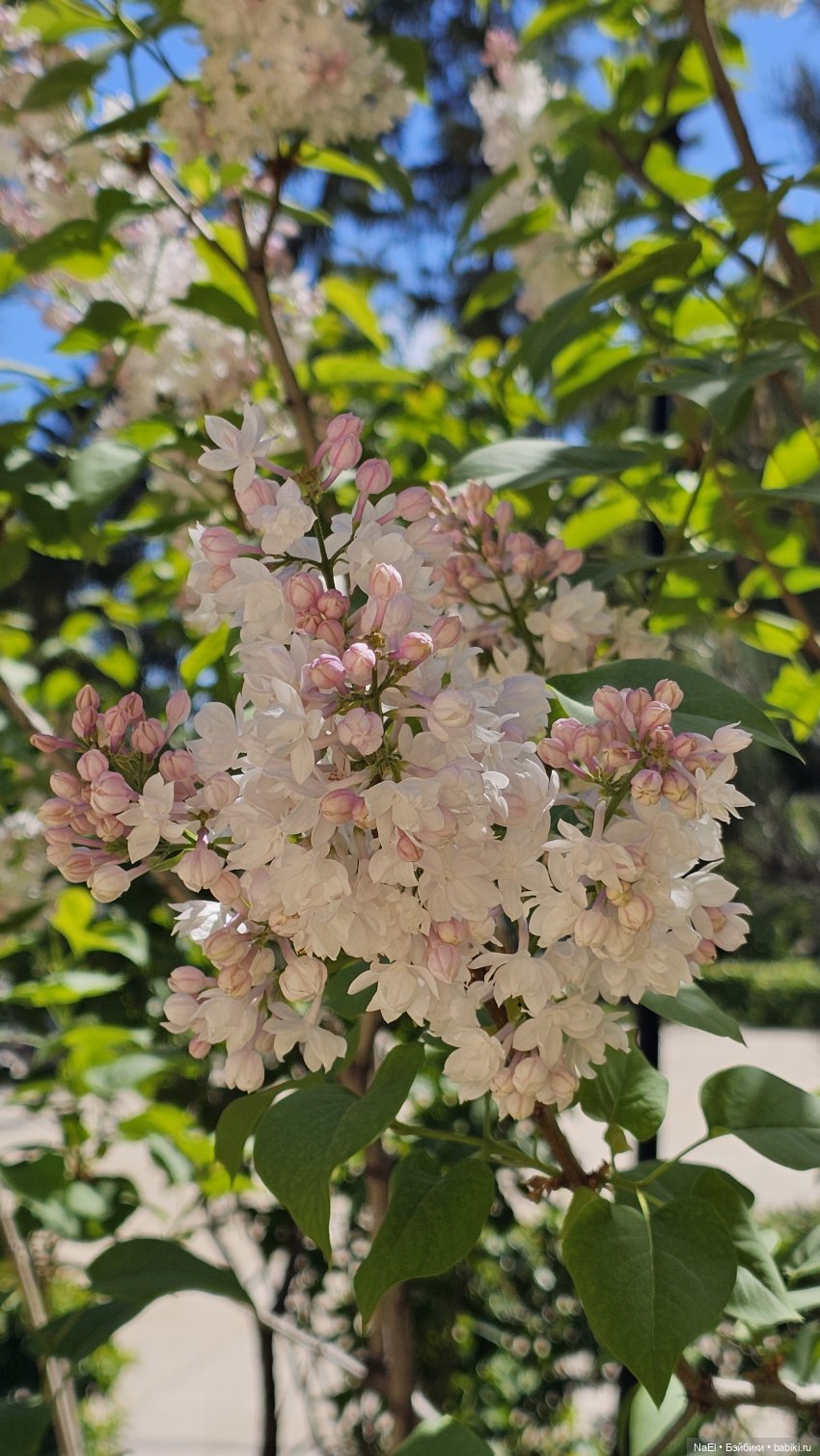 Лесной гном — Куклы Baboliy (Баболи (фото 8)