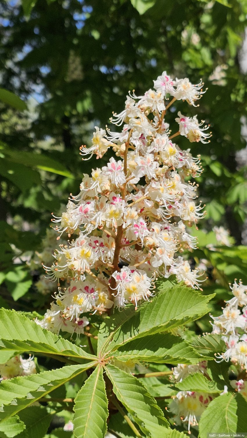 Лесной гном — Куклы Baboliy (Баболи (фото 10)