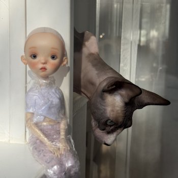Ландуду и котик