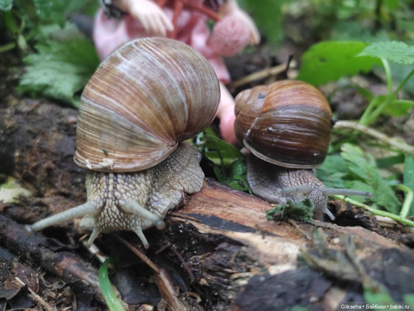 Как Ксюша в дождь гулять ходила