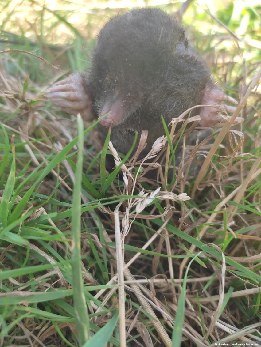 АВГУСТФЕСТ 2025. Спектакль ДЮЙМОВОЧКА (фото 10)