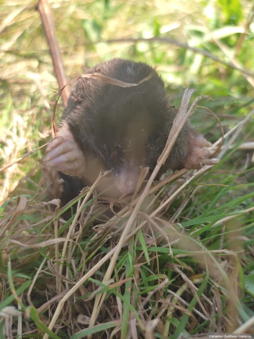 АВГУСТФЕСТ 2025. Спектакль ДЮЙМОВОЧКА