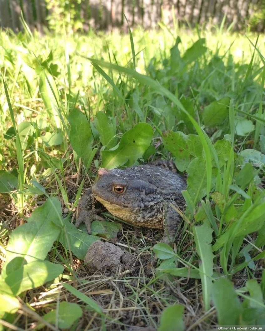 АВГУСТФЕСТ 2025. Спектакль ДЮЙМОВОЧКА (фото 6)